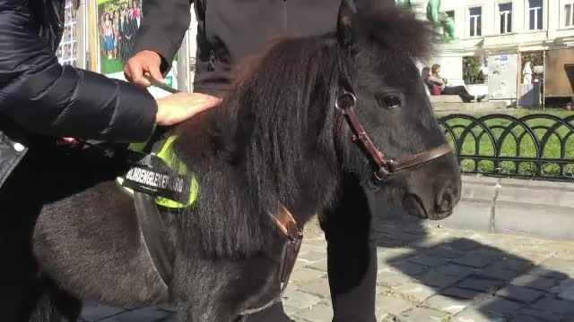 Poneiul care îi ghidează pe nevăzători prin Bruxelles