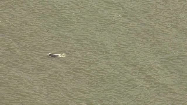 O balenă s-a rătăcit în apele Tamisei și este în pericol