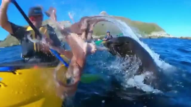 Canotor lovit cu o caracatiţă peste faţă de o focă furioasă