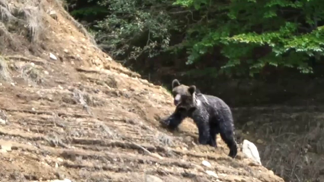 Un tânăr de 32 de ani, pasionat de fotografie, a reuşit să surprindă urşii din zona barajului Vidraru