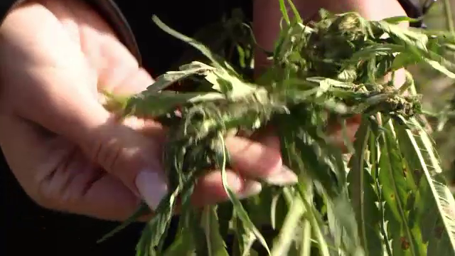 Una dintre cele mai mari ţări din UE ar putea legaliza canabisul. Care sunt condiţiile