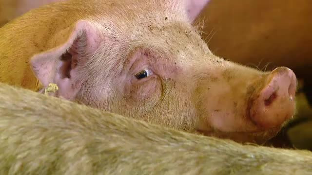 Numărul de focare de pestă porcină continuă să crească, deși au fost uciși 343.000 de porci