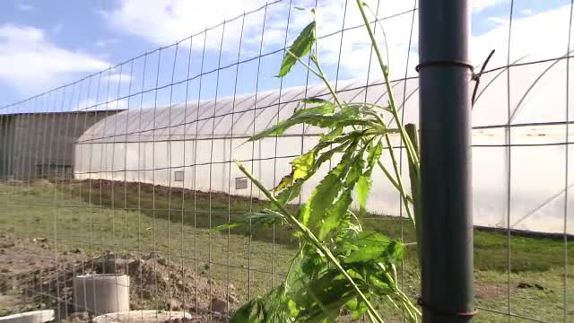 Cea mai mare plantaţie de de canabis din România, lângă o mănăstire. Explicaţia proprietarilor