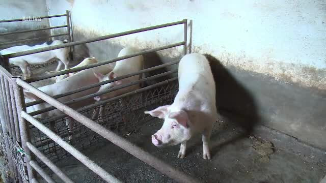Ce a pățit un bărbat depistat că transporta ilegal porci