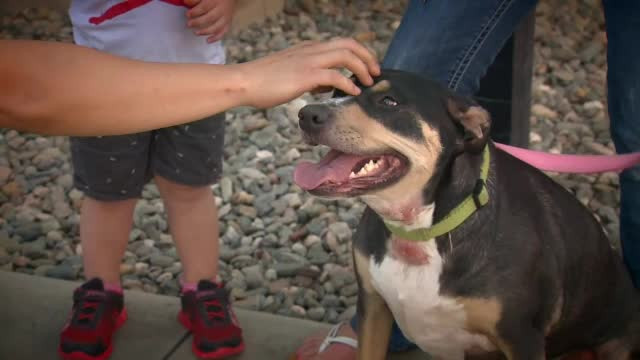 O căţeluşă a rămas blocată într-un zid. Cum au salvat-o pompierii