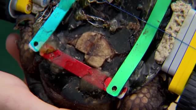 O broască ţestoasă rănită a primit un scaun cu rotile făcut din Lego