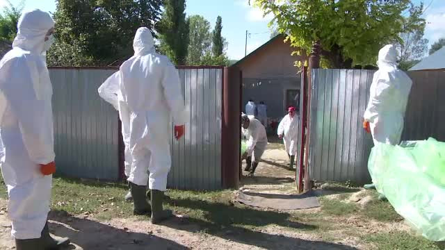 952 de focare de pestă porcină africană, în 233 de localități. Câte animale au fost sacrificate