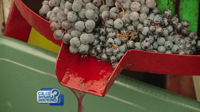 Cât de periculos e, de fapt, mustul. Poate conţine 8% alcool şi 30% zahăr