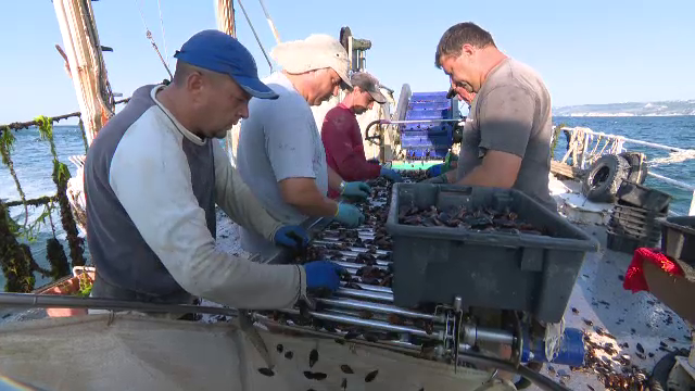 Afacerea la care bulgarii ne dau clasă. Singura fermă din România, închisă inexplicabil acum 2 ani