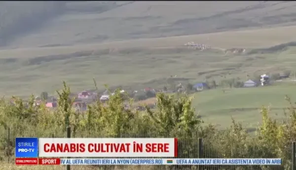 Cea mai mare plantaţie de de canabis din România, lângă o mănăstire. Explicaţia proprietarilor