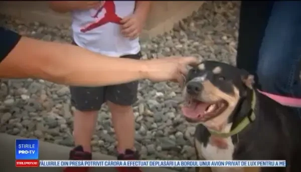 O căţeluşă a rămas blocată într-un zid. Cum au salvat-o pompierii