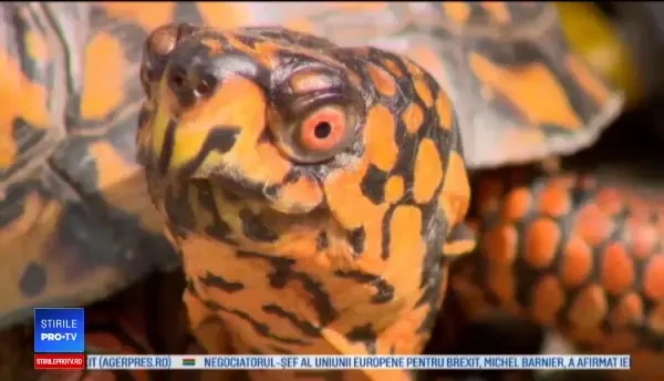 O broască ţestoasă rănită a primit un scaun cu rotile făcut din Lego