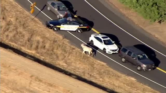 O vacă, urmărită de 2 mașini de poliție, după ce a ”evadat” dintr-un camion