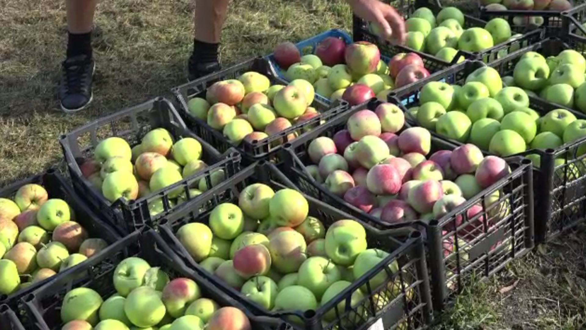 Producția de mere, aproape dublă față de anul trecut. Producătorii de suc natural nu mai fac față cererilor