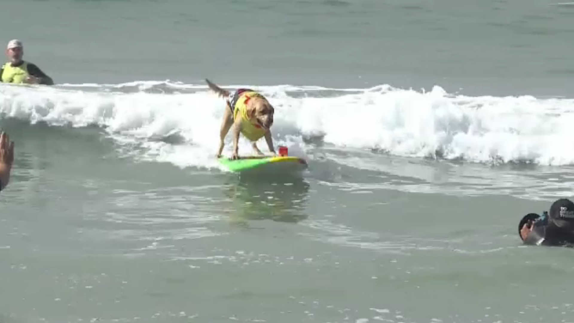 Mai mulți căței s-au luptat pentru marele premiu într-un concurs de surfing