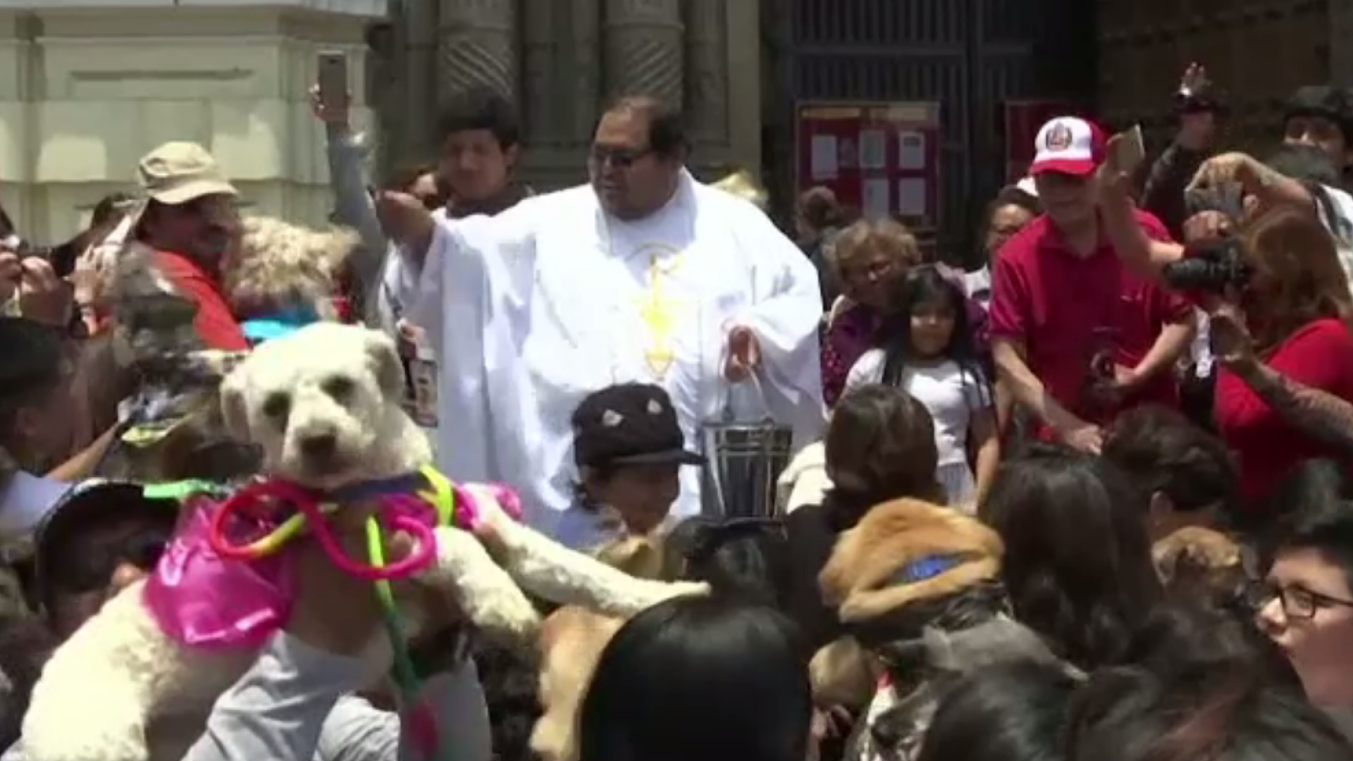 Motivul pentru care credincioșii își duc animalele la biserică