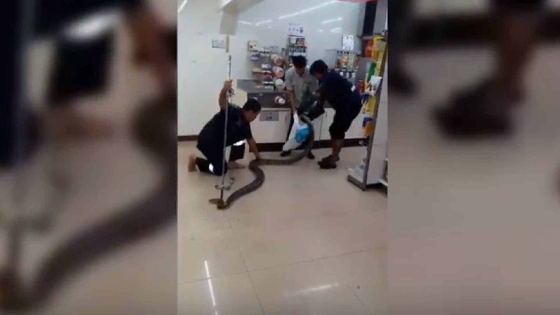 Cum a fost surprins un piton de 4 metri într-un magazin din Thailanda. VIDEO