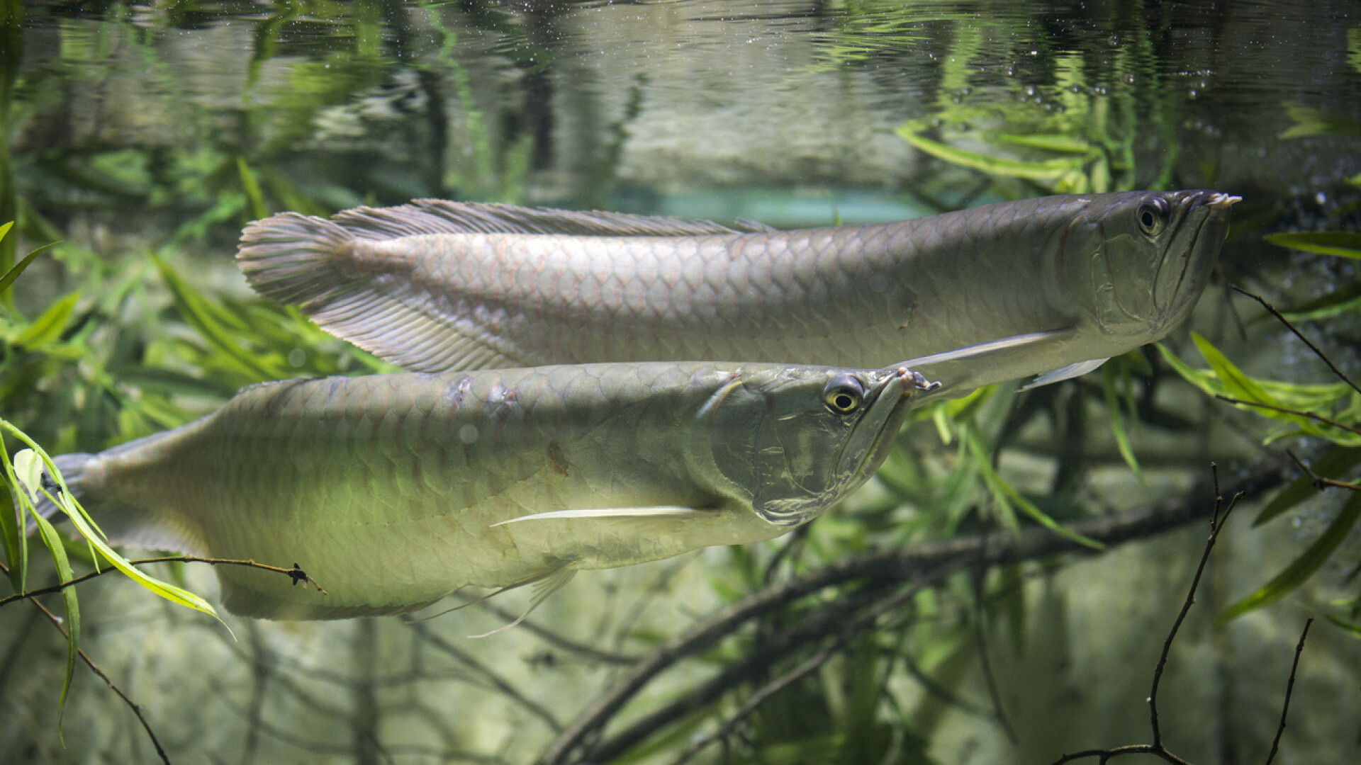 Un peşte din Asia costă sute de mii de dolari şi este păzit de gardieni înarmaţi