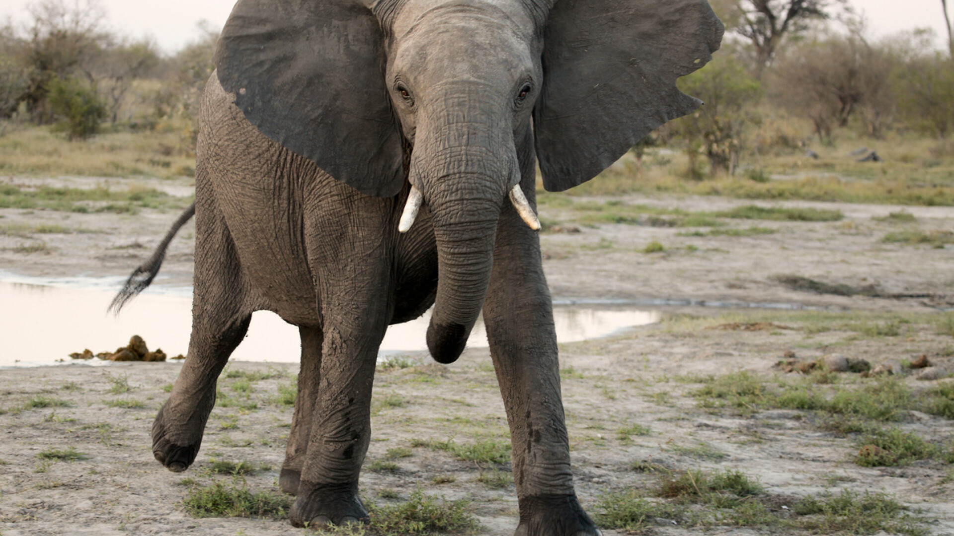 Un elefant a evadat după ce a văzut că îngrijitorul a uitat să apese un buton
