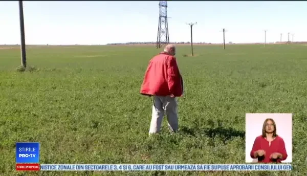 Producem tone de lucernă, dar hrănim cu ea animalele din țările arabe. Motivul pentru care o exportăm