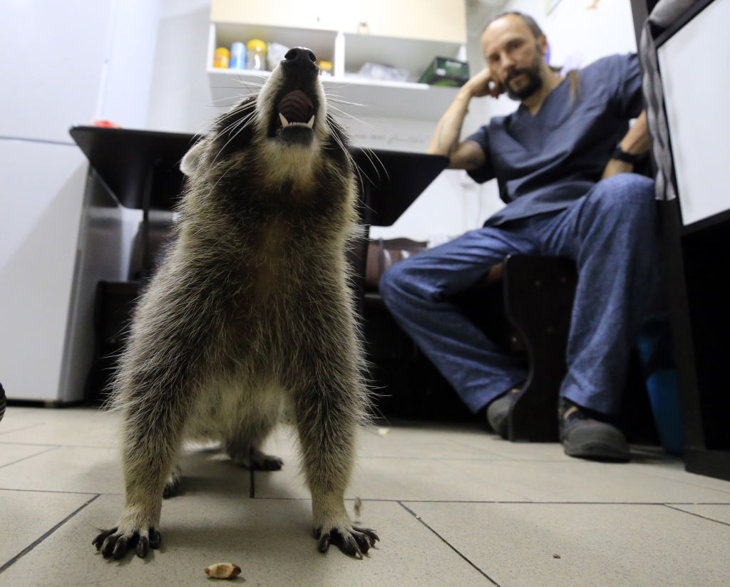 Boala care transformă ratonii din Central Park în zombi