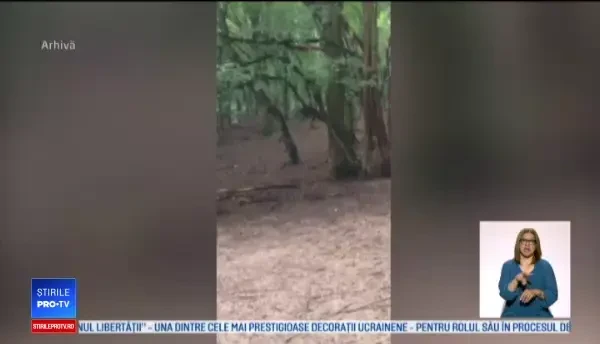 Doi soți din Mureș au fost atacați de urs în gospodărie. Vecinii au auzit țipete și i-au ajutat