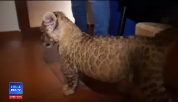 Ce s-a întâmplat cu leul găsit în portbagaj, la Timişoara.