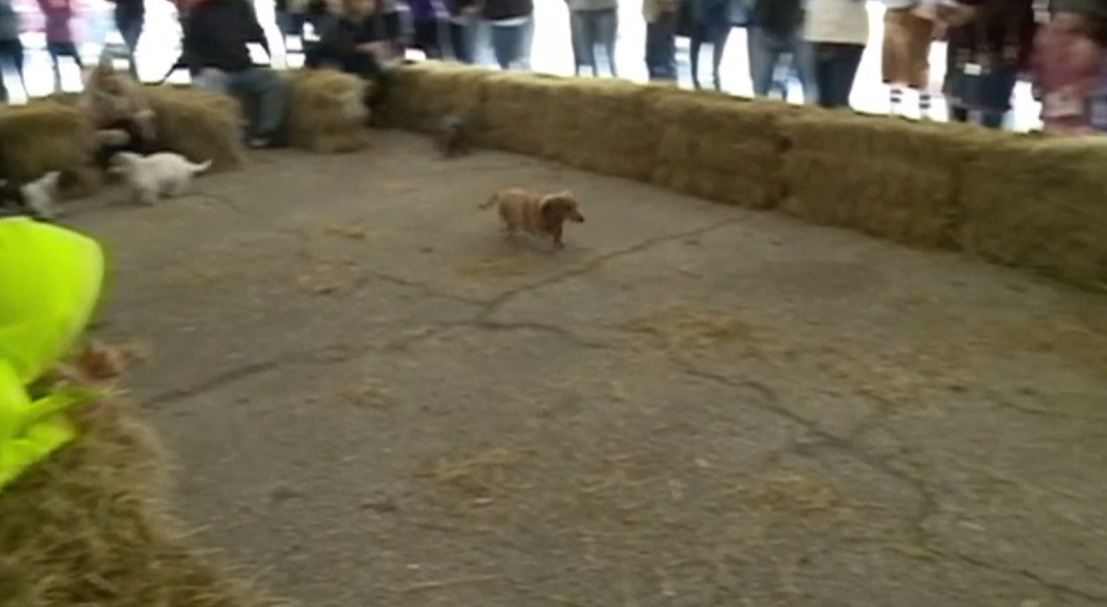 Cursă de viteză pentru câinii din rasa Teckel, deși alergatul nu este punctul lor forte