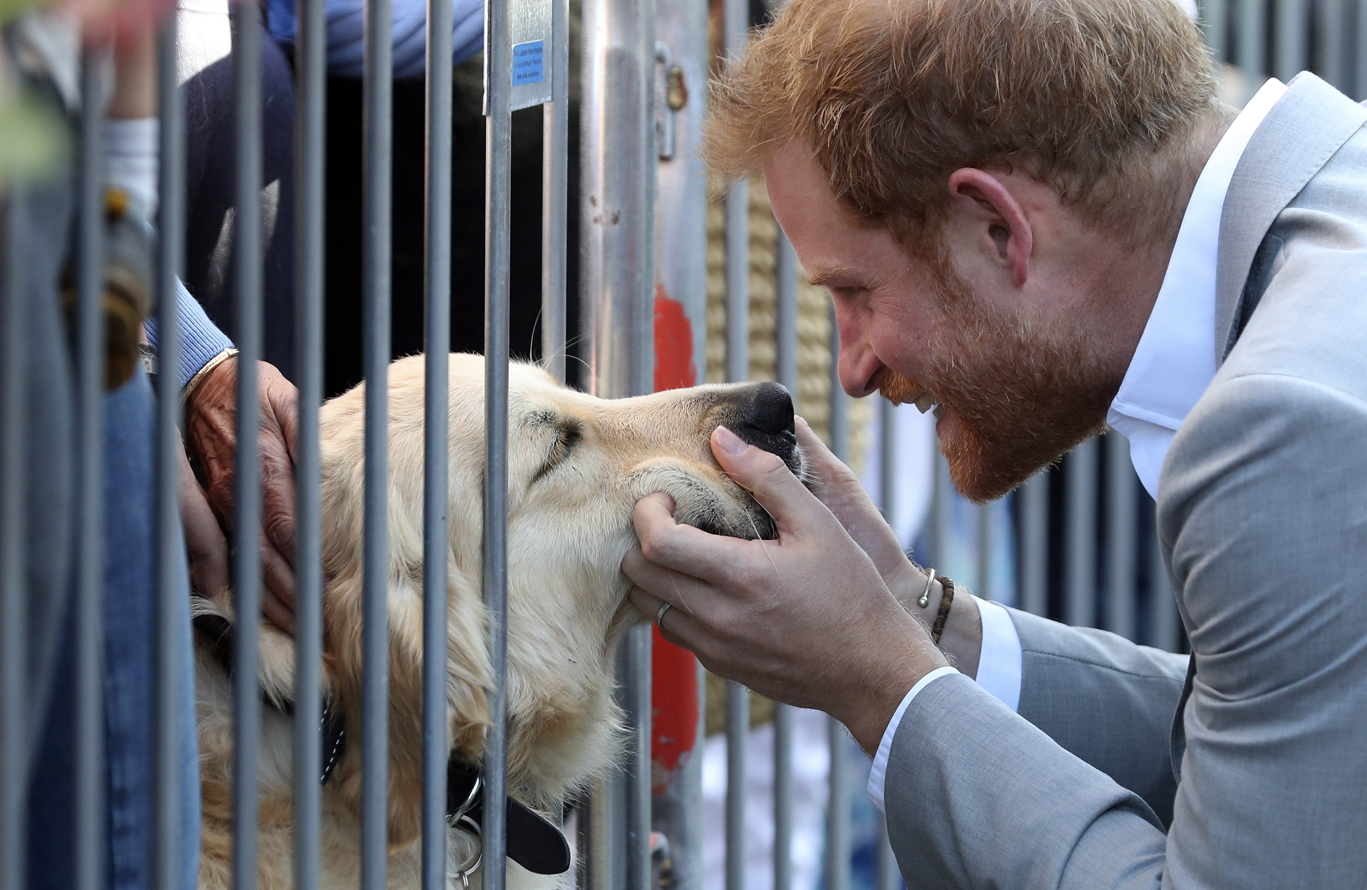 Prințul Harry mângâie un cățel, în timpul unei vizite oficiale