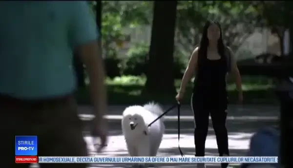 Statul pe telefon în preajma animalelor de companie le afectează extrem de tare. Explicația speciliștilor