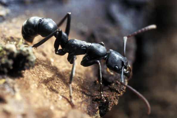 Cercetătorii au descoperit o familie de termite care trăiește și se reproduce fără masculi