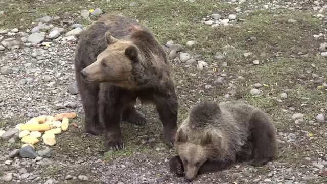 Puiul de urs de la Grădina Zoologică din Tragu Mureş a primit un nume. Care este acesta