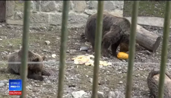 Puiul de urs de la Grădina Zoologică din Tragu Mureş a primit un nume. Care este acesta