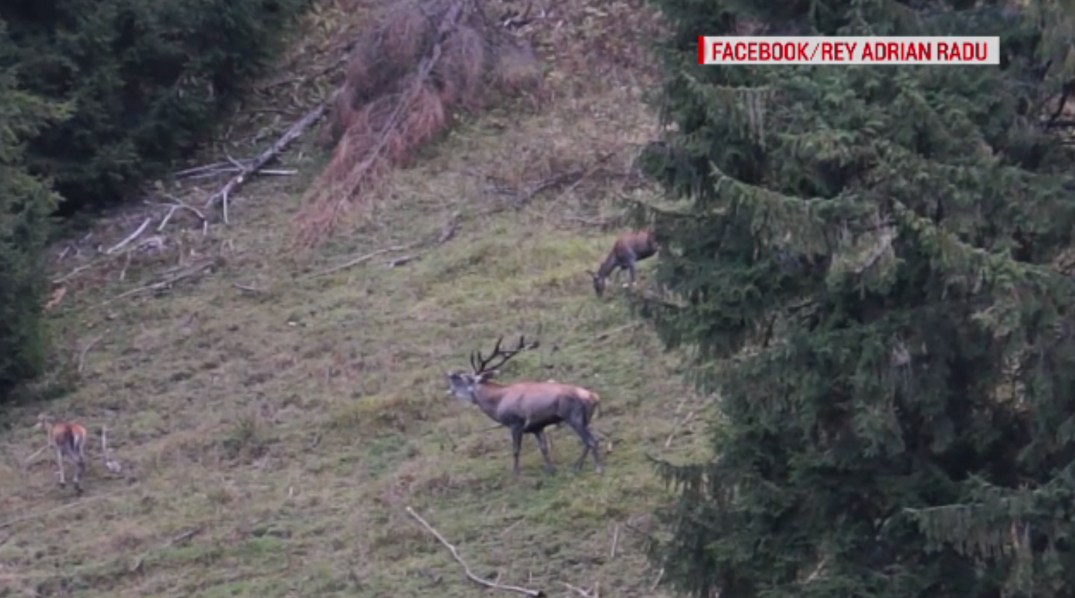 Bocănitul cerbilor răsună în pădurile din țară. Se dă lupta pentru statutul de rege