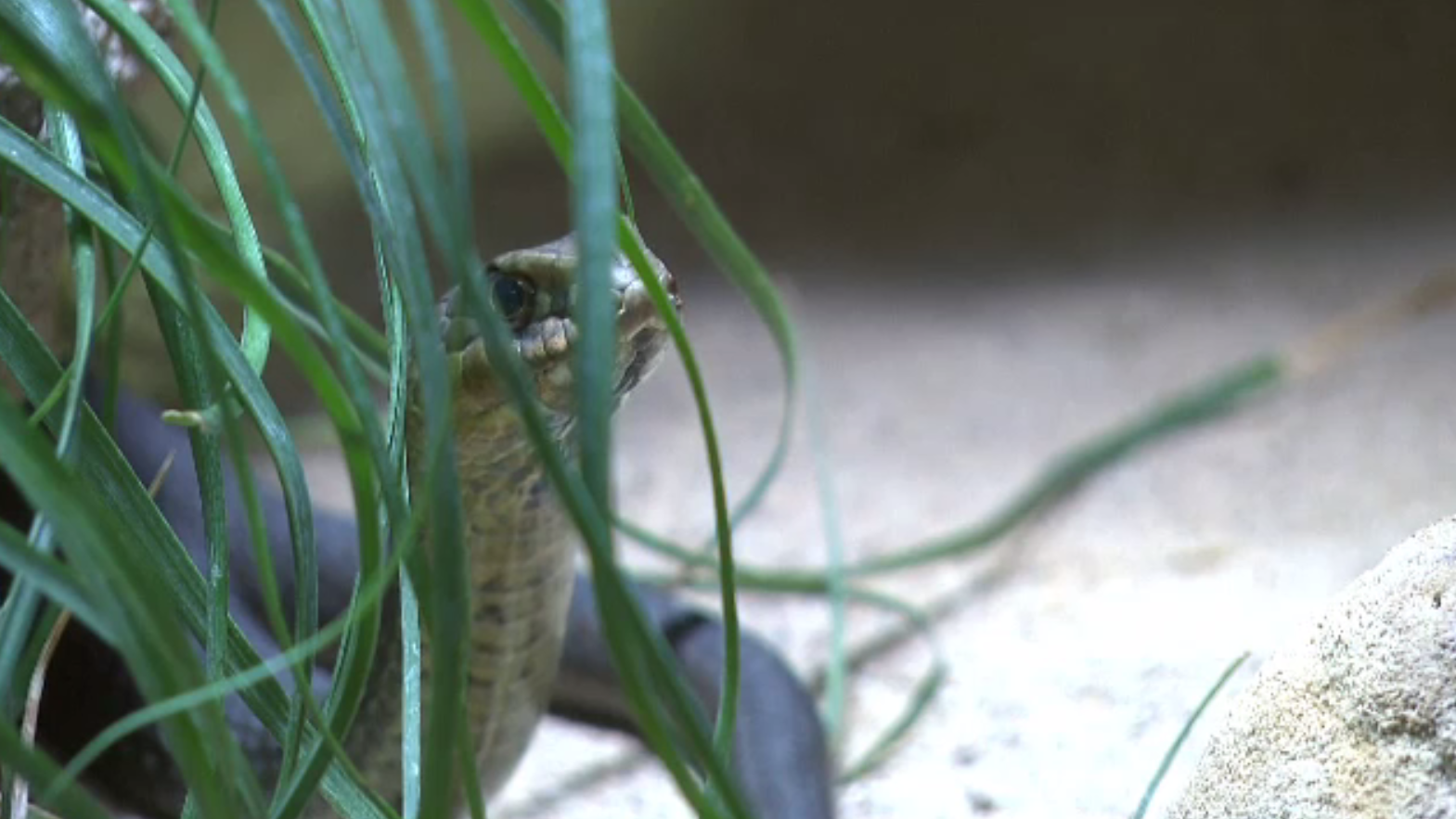 Ce a pățit o femeie care și-a luat drept animal de companie un șarpe extrem de periculos