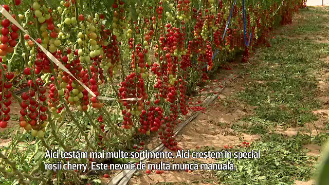 Hrană din piatră seacă