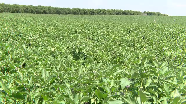 Hrană din piatră seacă