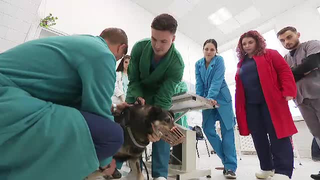 Veterinari