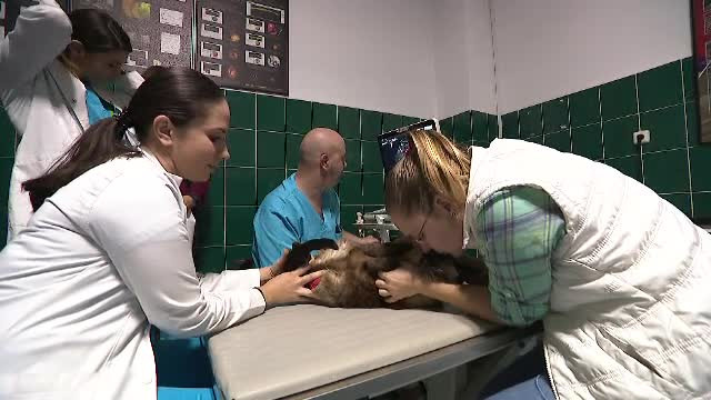 Veterinari