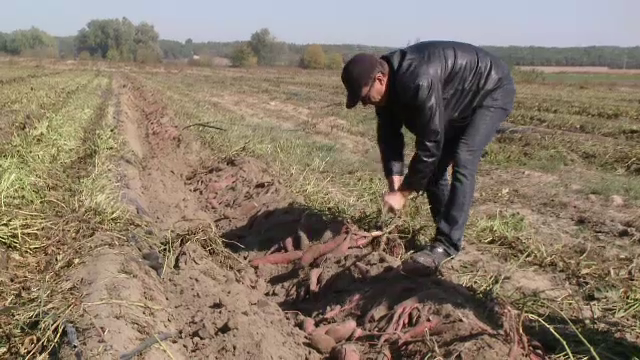 Leguma apreciată în America Centrală, cultivată acum și la noi. Costă 7 lei/kg