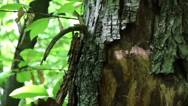 Festivalul Castanelor, în oraşul în care majoritatea castanilor s-au uscat