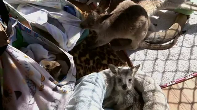 Seceta din Australia a dat peste cap viaţa animalelor. Numeroși pui de cangur, rămași singuri