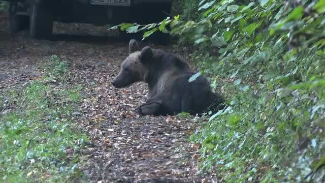 Pui de urs, tranchilizat după ce a apărut într-o stațiune, pentru a mânca ghinde