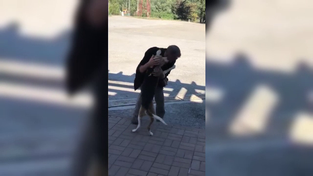 Revedere emoţionantă: un bărbat şi-a revăzut câinele pierdut acum 5 săptămâni, după un accident pe Valea Oltului