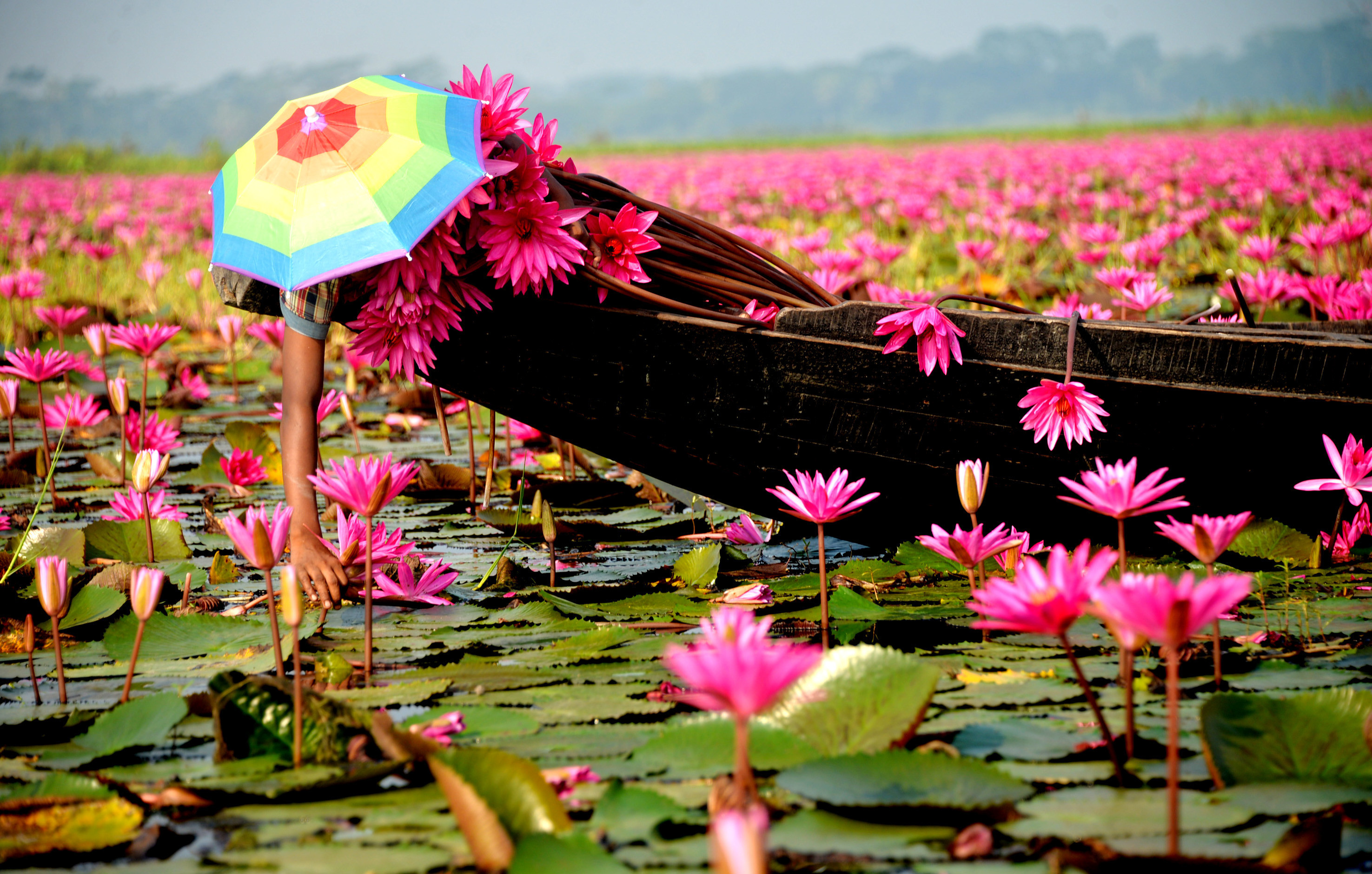 Un copil adună nuferi din apă, în localitatea Barisal din Bangladesh