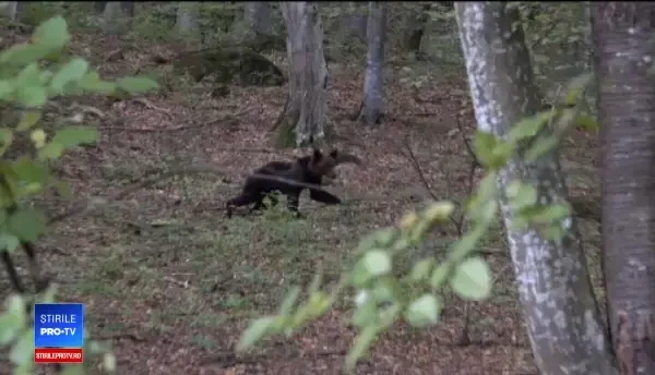 Pui de urs, tranchilizat după ce a apărut într-o stațiune, pentru a mânca ghinde