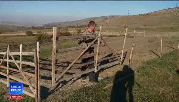 Recolta fermierilor români ajunge în străinătate, iar apoi se întoarce în țară sub formă de carne de porc