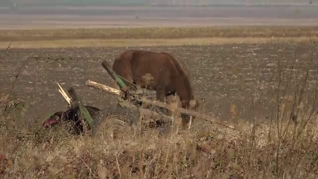 Căruță, ruptă în două pe Drumul European E85. Două persoane au decedat