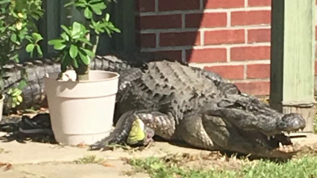 Un american s-a trezit cu aligatorul la ușă