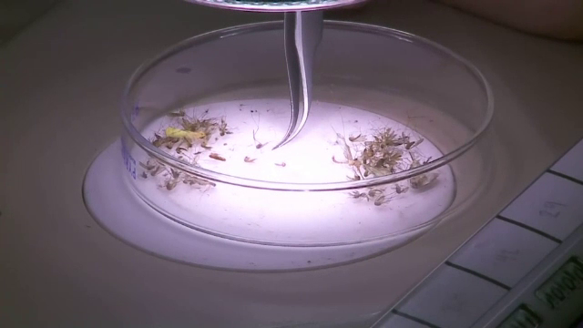 Autoritățile din SUA, în alertă după apariția unui număr uriaș de îmbolnăviri cu o boală rară